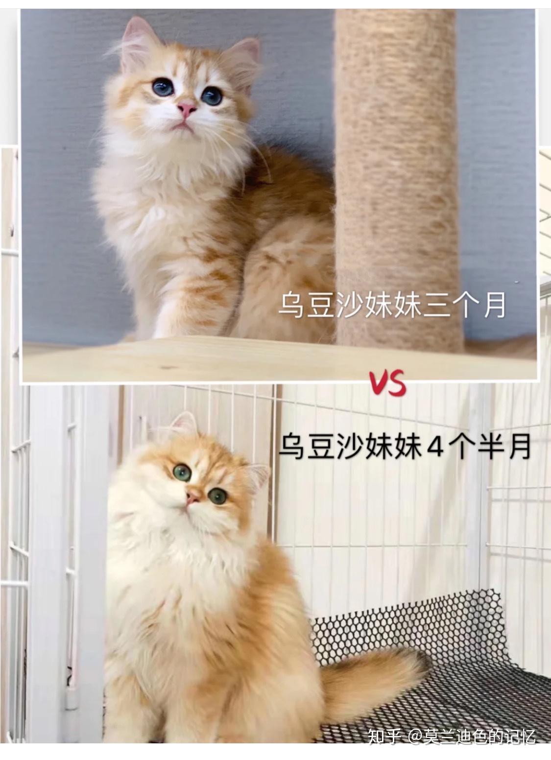 昨天刚买了一只金渐层公的,我想问这个品相值8000吗? - 知乎