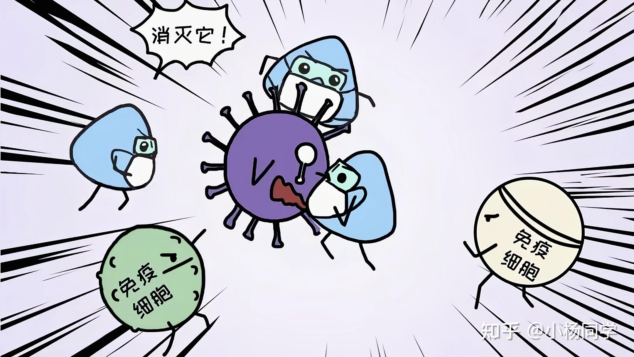 人体免疫系统能自动清除hpv病毒? - 知乎