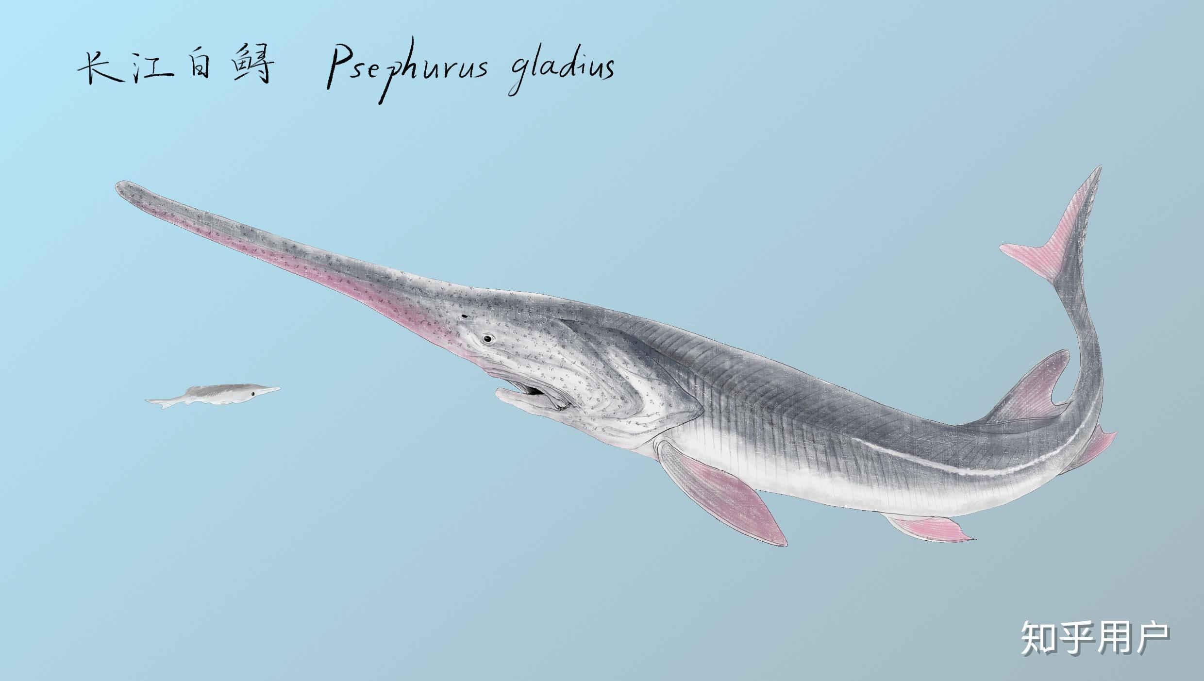 如何看待长江所专家正式宣告,「中国淡水鱼之王」长江白鲟已于 2005-2