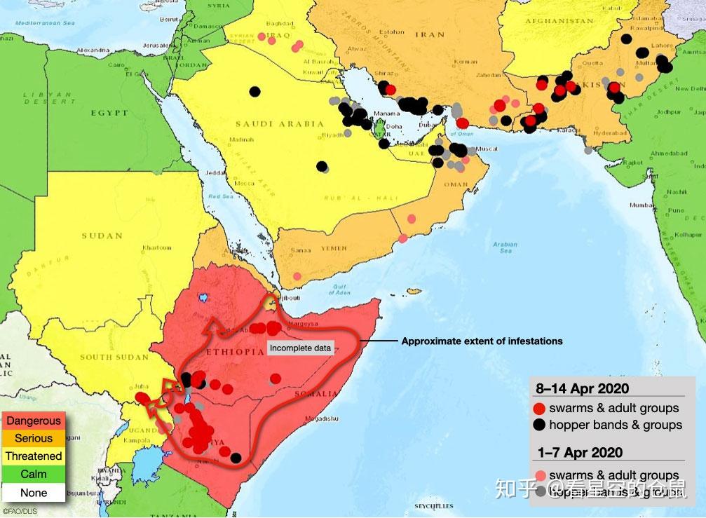 2020年初的非洲蝗灾为什么会如此严重有何对策