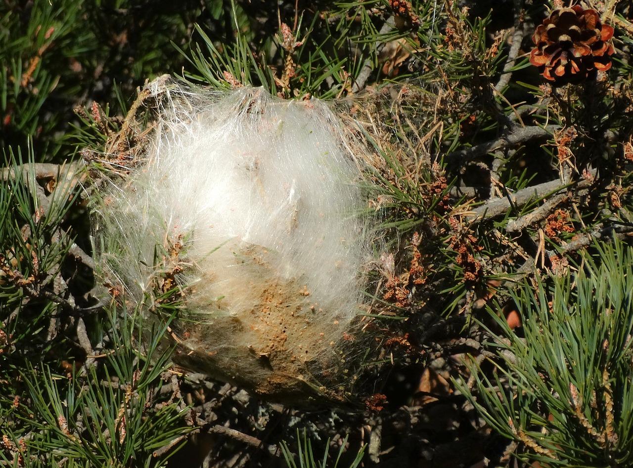 2. 巢居舒适度解析