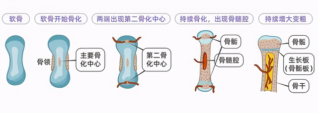 孩子什么时候停止长高？不是16岁、不是14岁，关键看一个地方！停止长高的标志 - 知乎