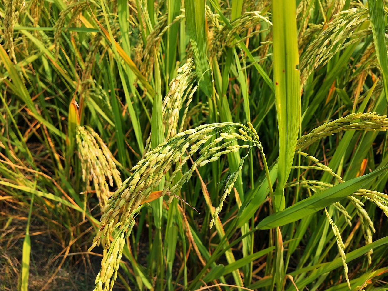 4. 草籽性价比之选