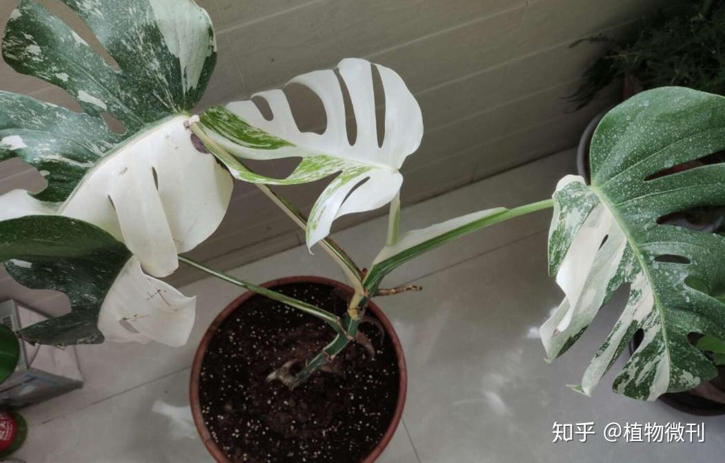 每天认识一种植物「龟背竹」 - 知乎