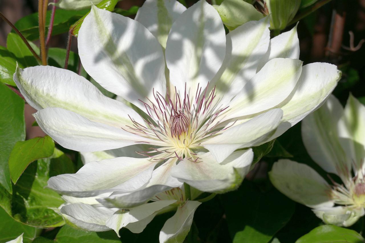 铁线莲如何繁植