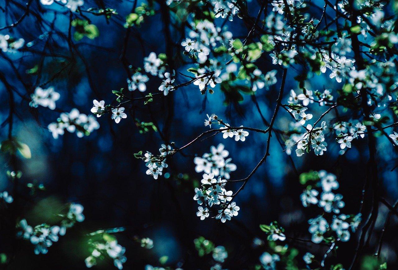 2. 满天星售价查询