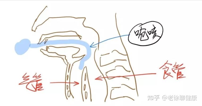 为什么孩子一边吃饭一边打闹容易呛---老徐聊健康系列之人体秘密篇5:会厌软骨 - 知乎