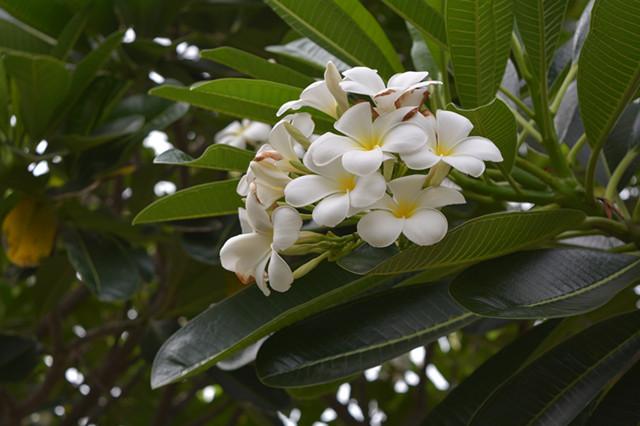 庭院十大香花树 你喜欢哪一种 知乎 庭院十大香花树 你喜欢哪一种 知乎