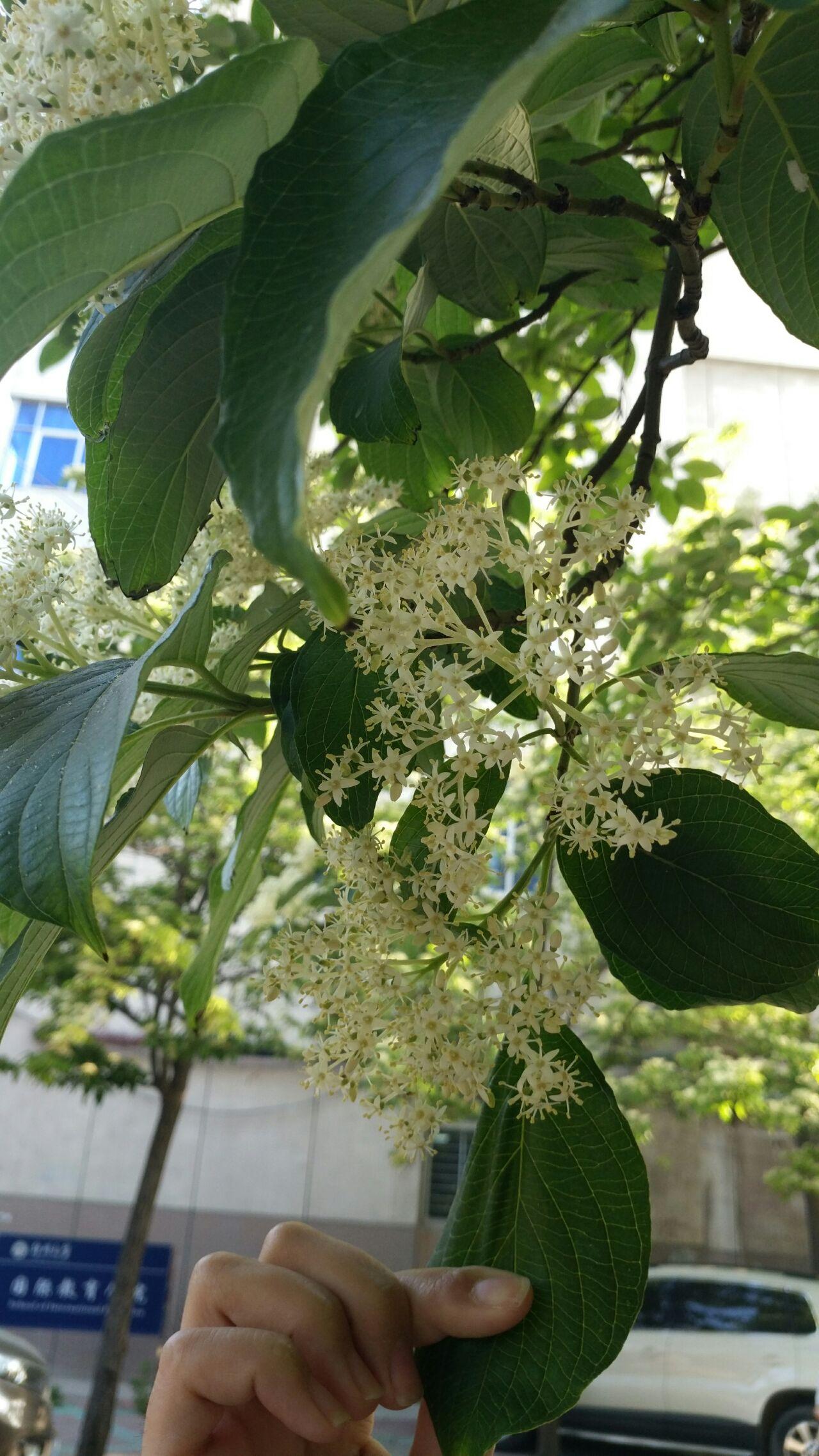 石楠花闻起来有精液的味道为什么很多学校种石楠花
