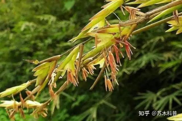 老话说“竹子开花,马上搬家”,竹子开花为什么要搬家? - 知乎