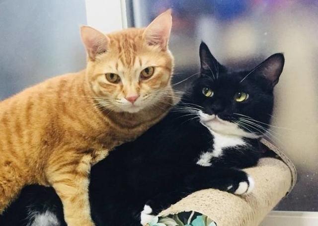 “黄猫、黑猫，只要捉住老鼠就是好猫”，符合唯物辩证法吗？ - 知乎
