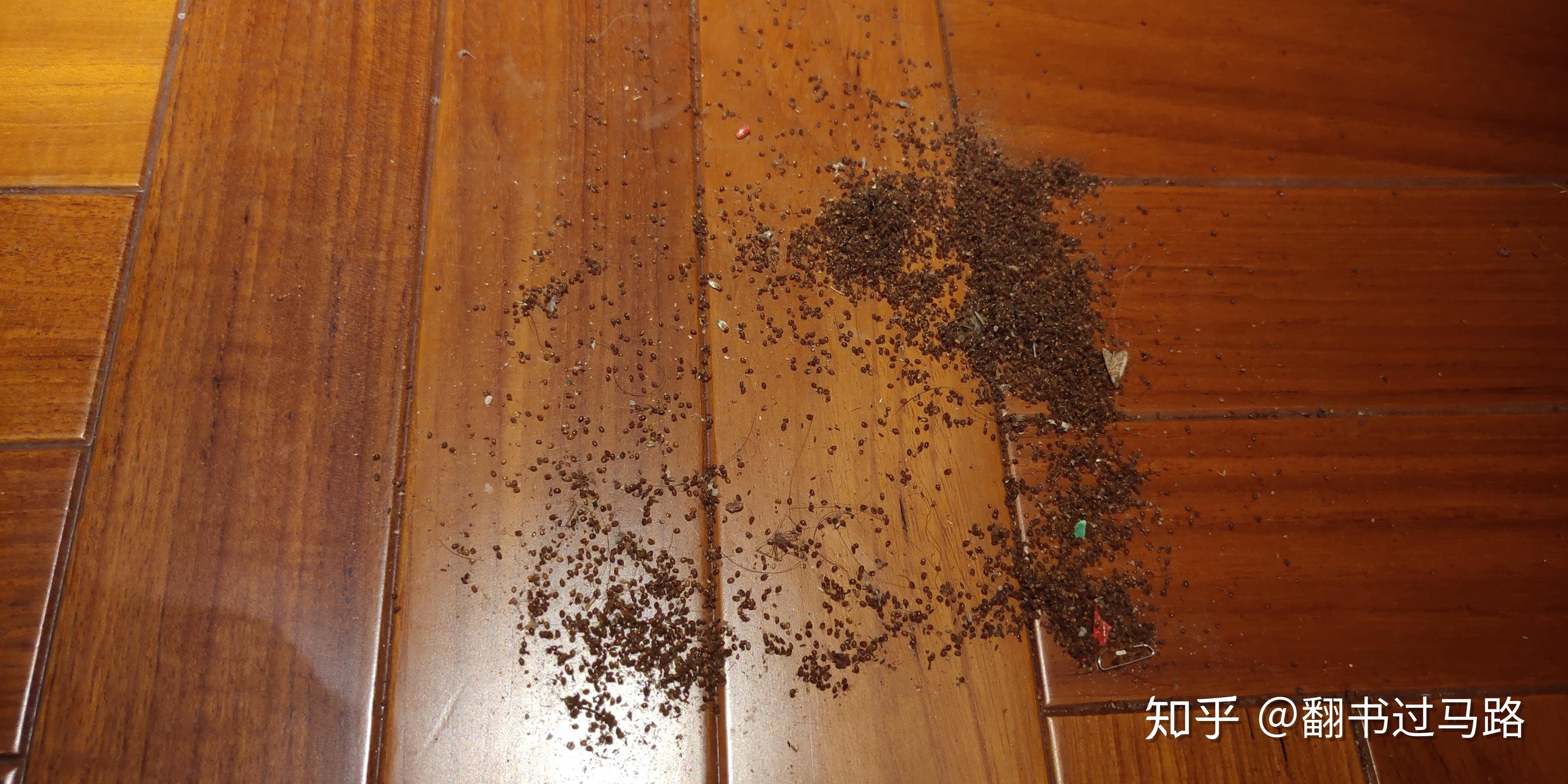 家里最近很多这种小虫子,只有木地板房间有,从缝里面出来的,求救,怎么