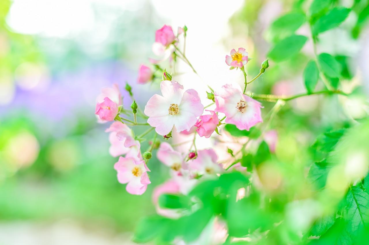 衡南南国春天怎么样