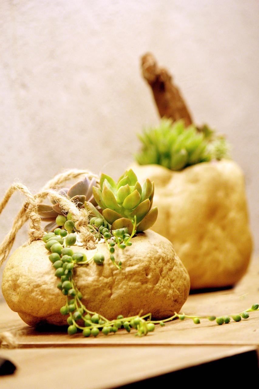 盆栽紫薇养护要点