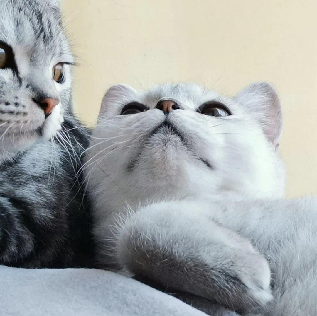 有那种憨憨的情侣头像吗? - 知乎