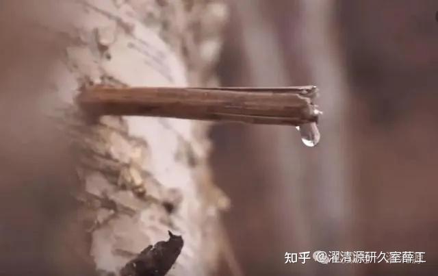 【成分大揭秘】神奇树水白桦树汁 - 知乎