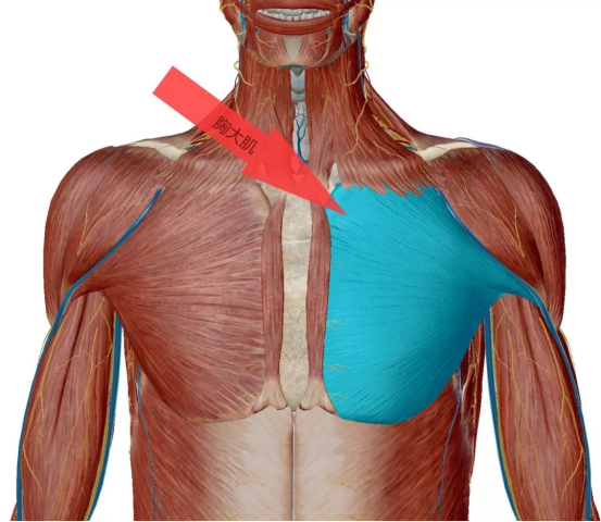 拉动肩部肌肉胸口疼痛是怎么回事