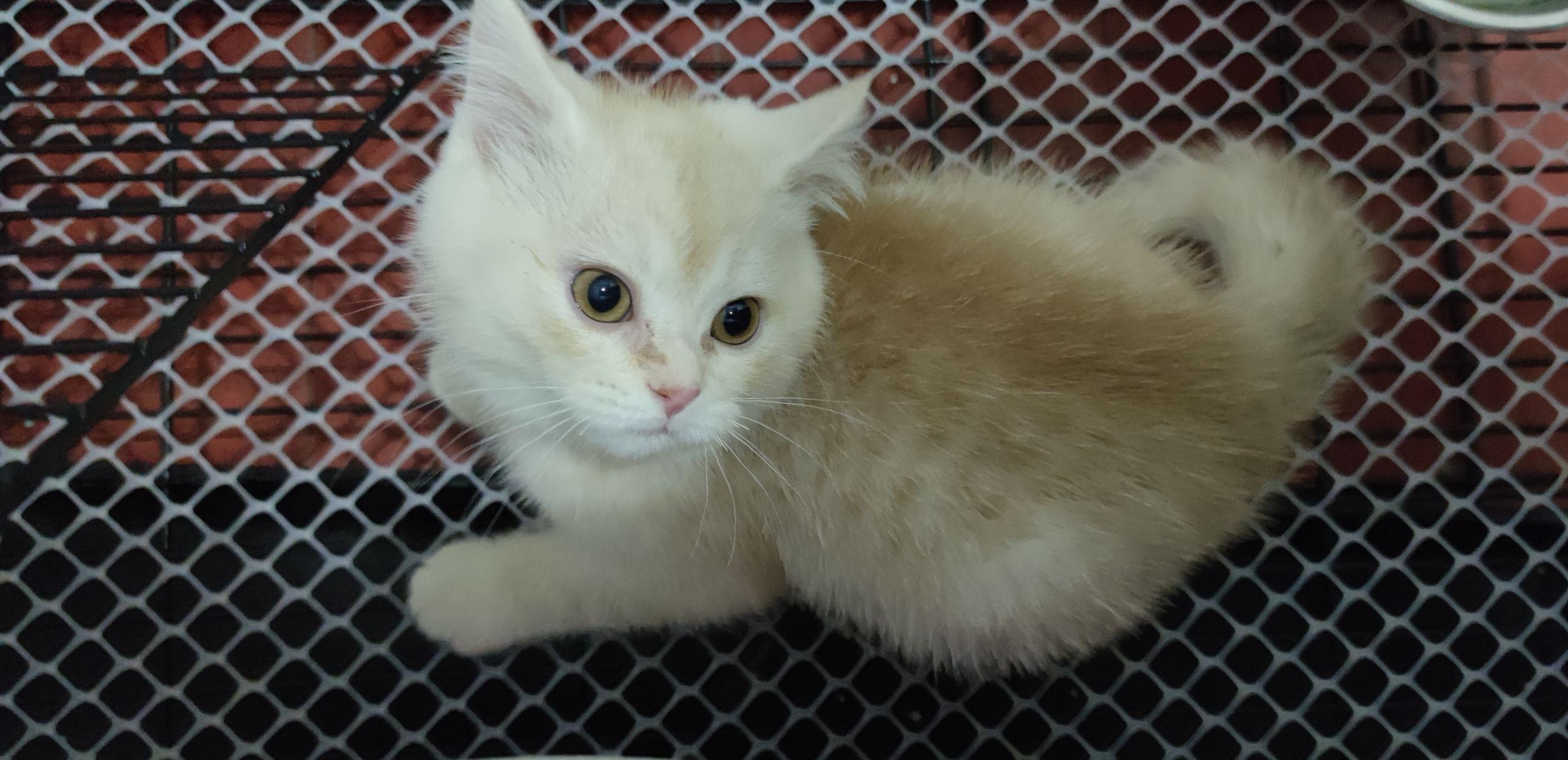 凯米尔渐层品相如何