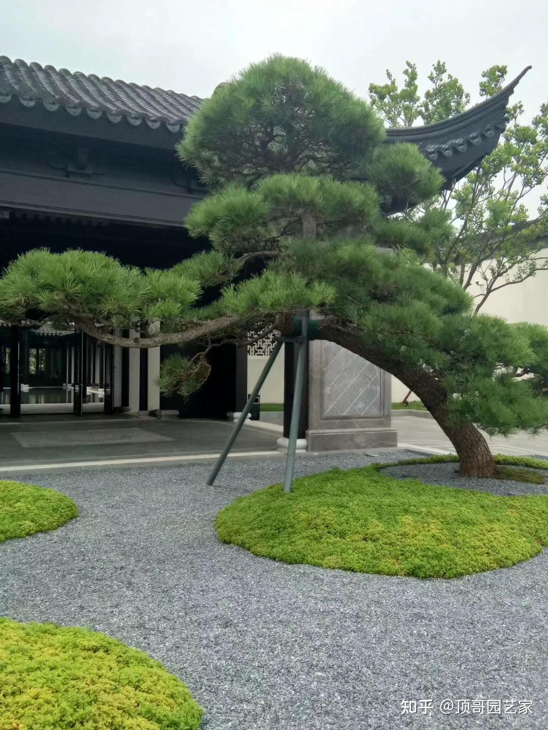 庭院种什么树好？ - 知乎