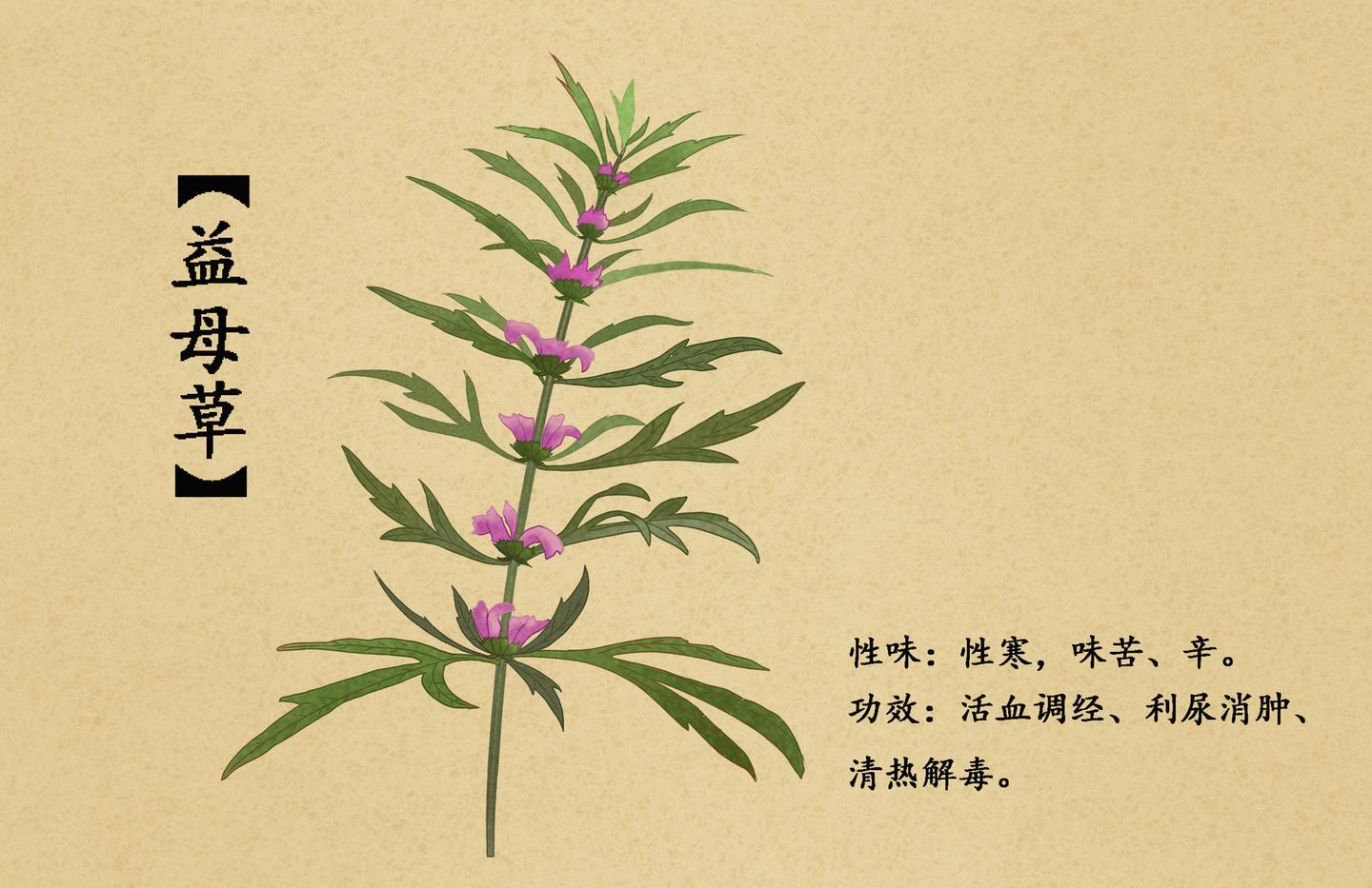 瑞隆安集团告诉你益母草的美容佳品