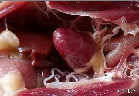 第一次养蛇我朋友说蛇有很多寄生虫请问宠物蛇寄生虫也很多吗怎么预防