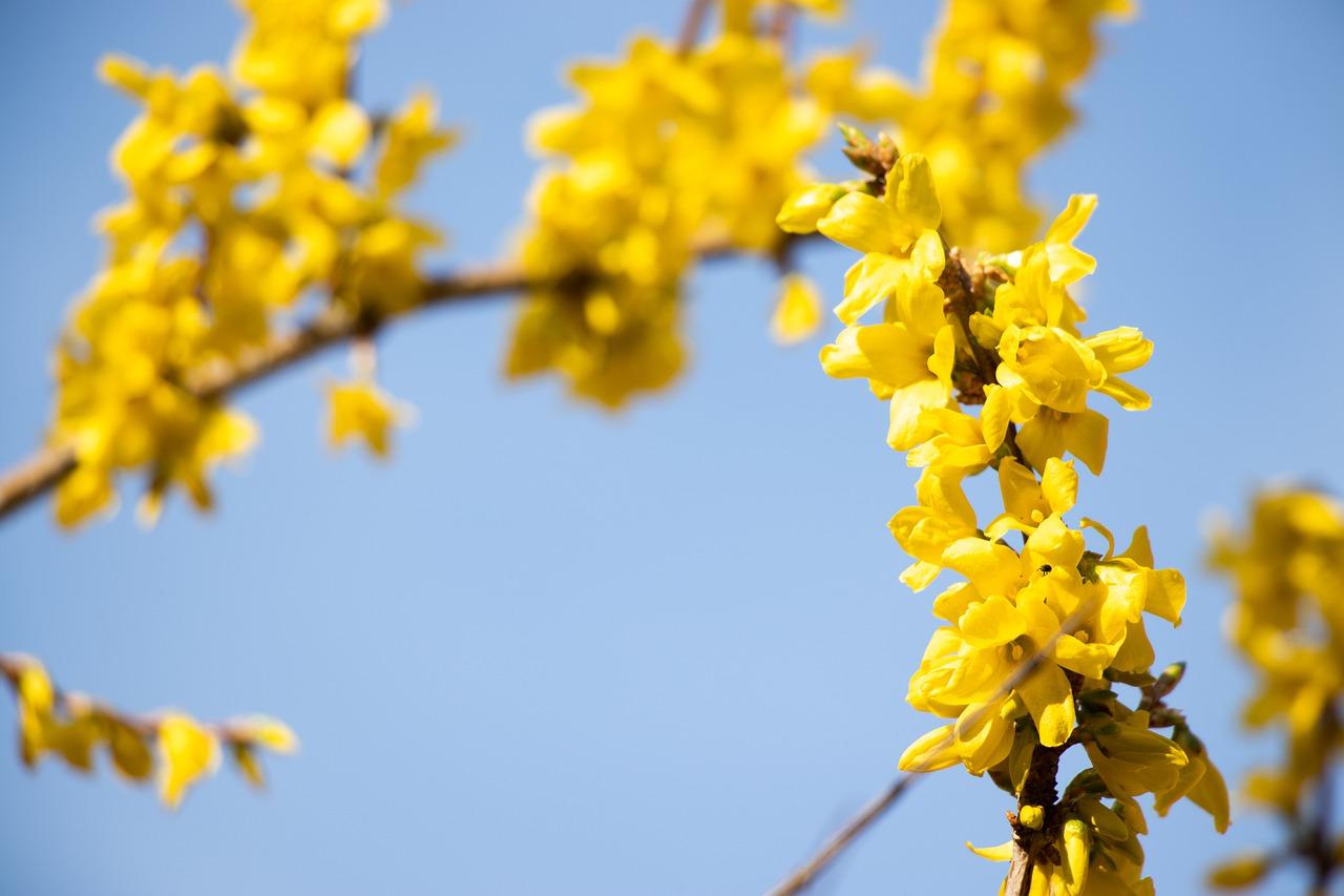 连翘盛花期多少多