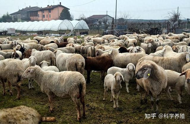 靠养羊赚钱没那么简单!你可能还差这关键几步 - 知乎