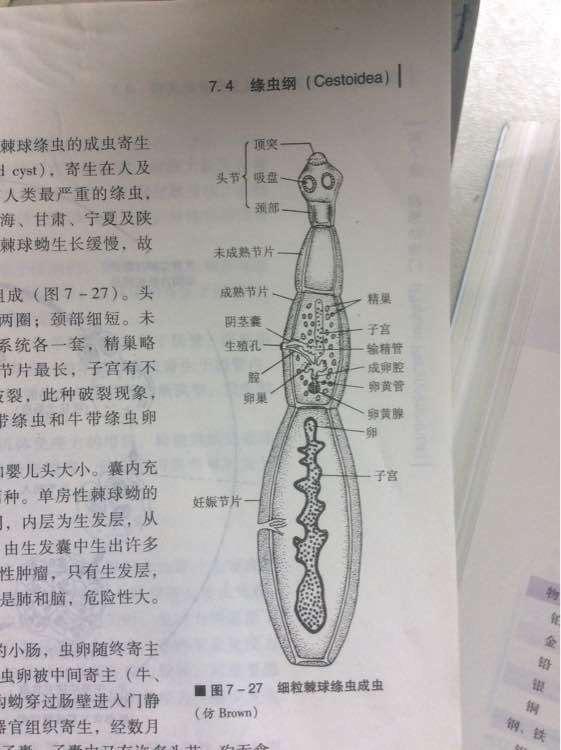 床上出现像蛆像面条一样的白色软体虫子 是什么?