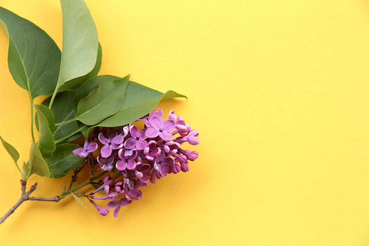 4. 丁香花香迷人眼