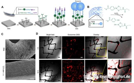 《Chem. Soc. Rev.》综述：未来可期！化学工程细胞助力“医学精准化”时代 - 知乎