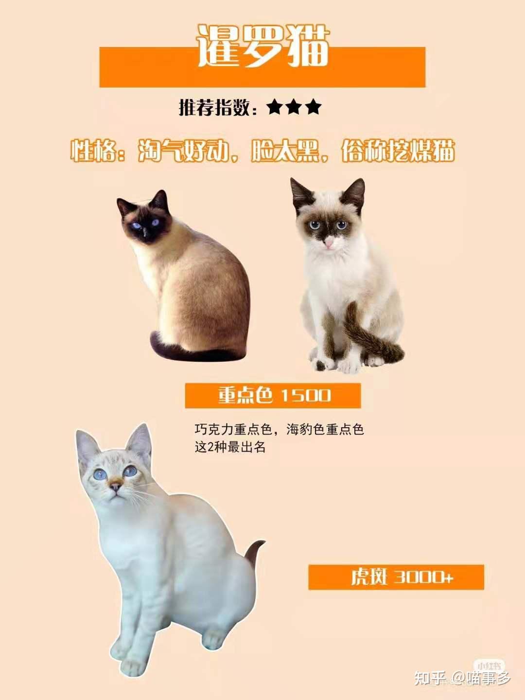 全品种猫介绍大全 - 知乎