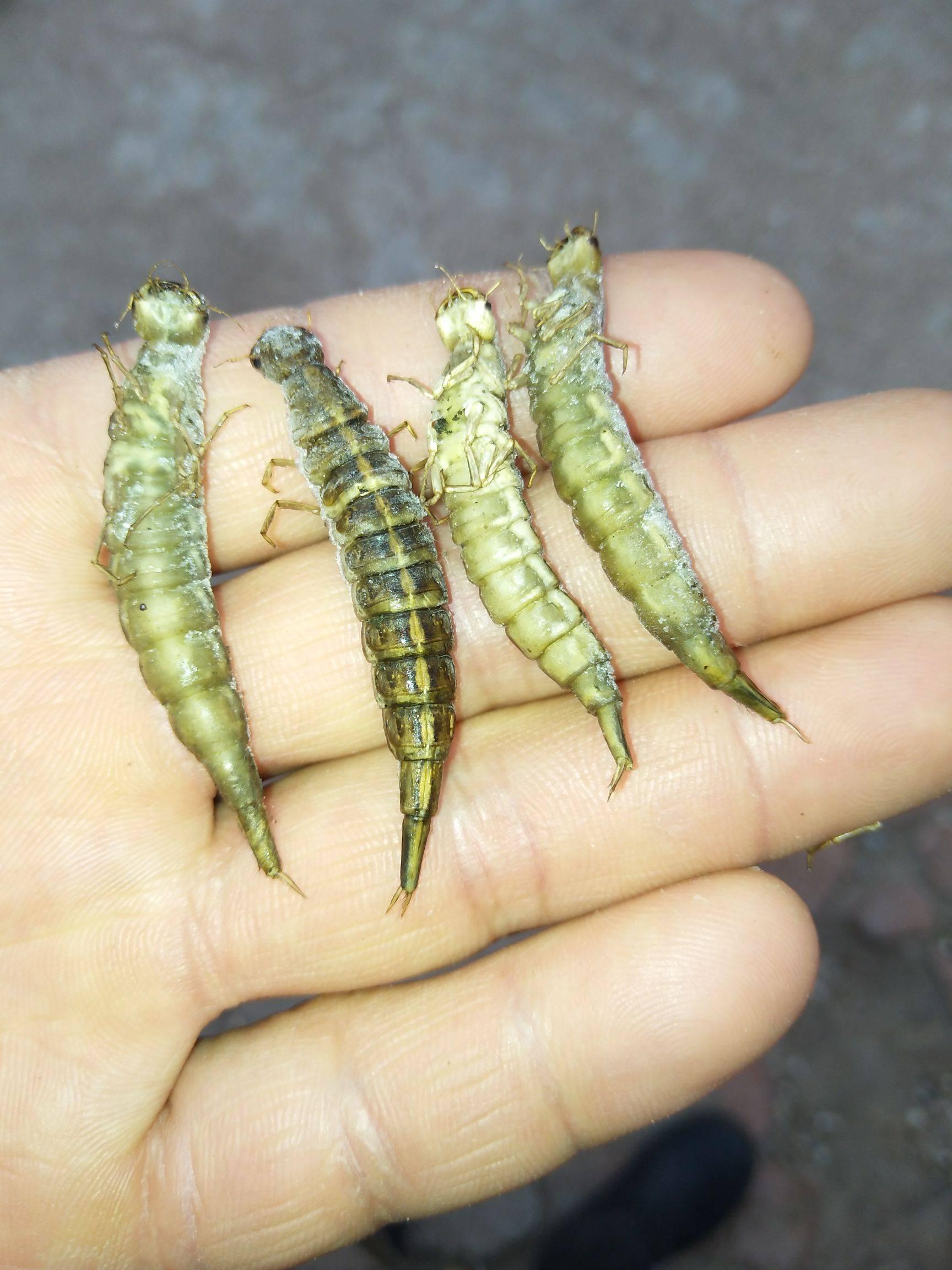 这是龙虱幼虫还是爬沙虫,还是鱼伶幼虫? - 知乎