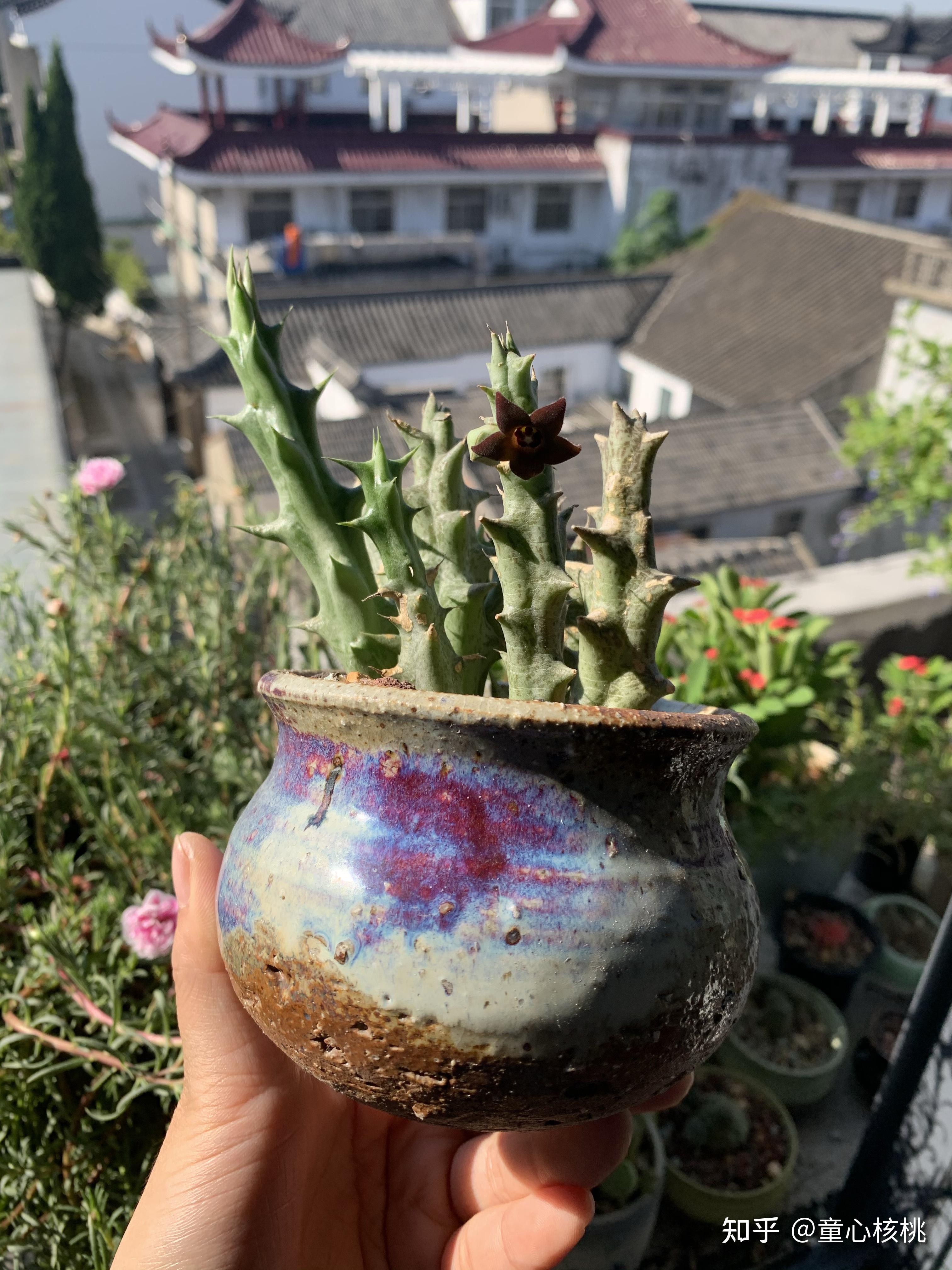 龙王角开花 - 知乎