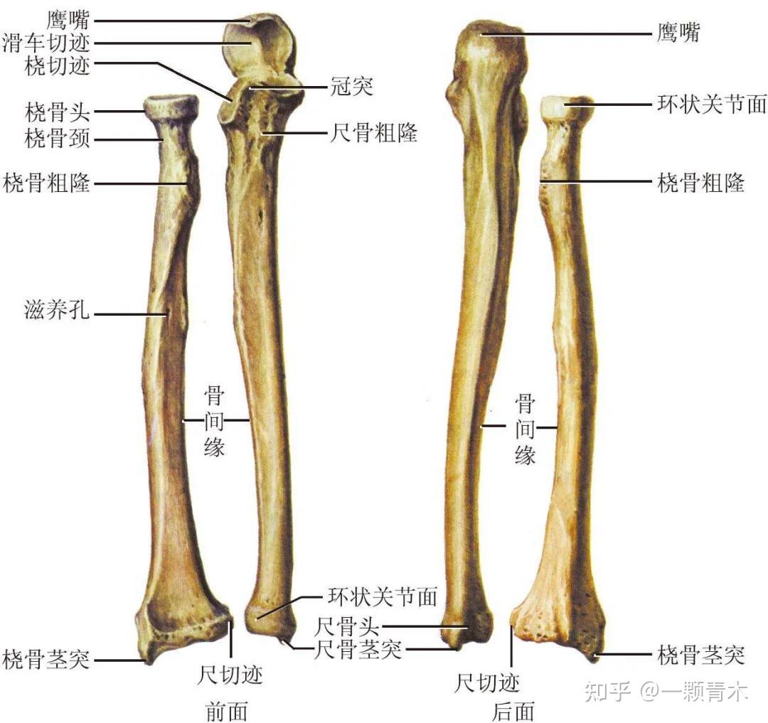 肘击的威力为什么这么大除了手肘比较硬之外还有什么原因