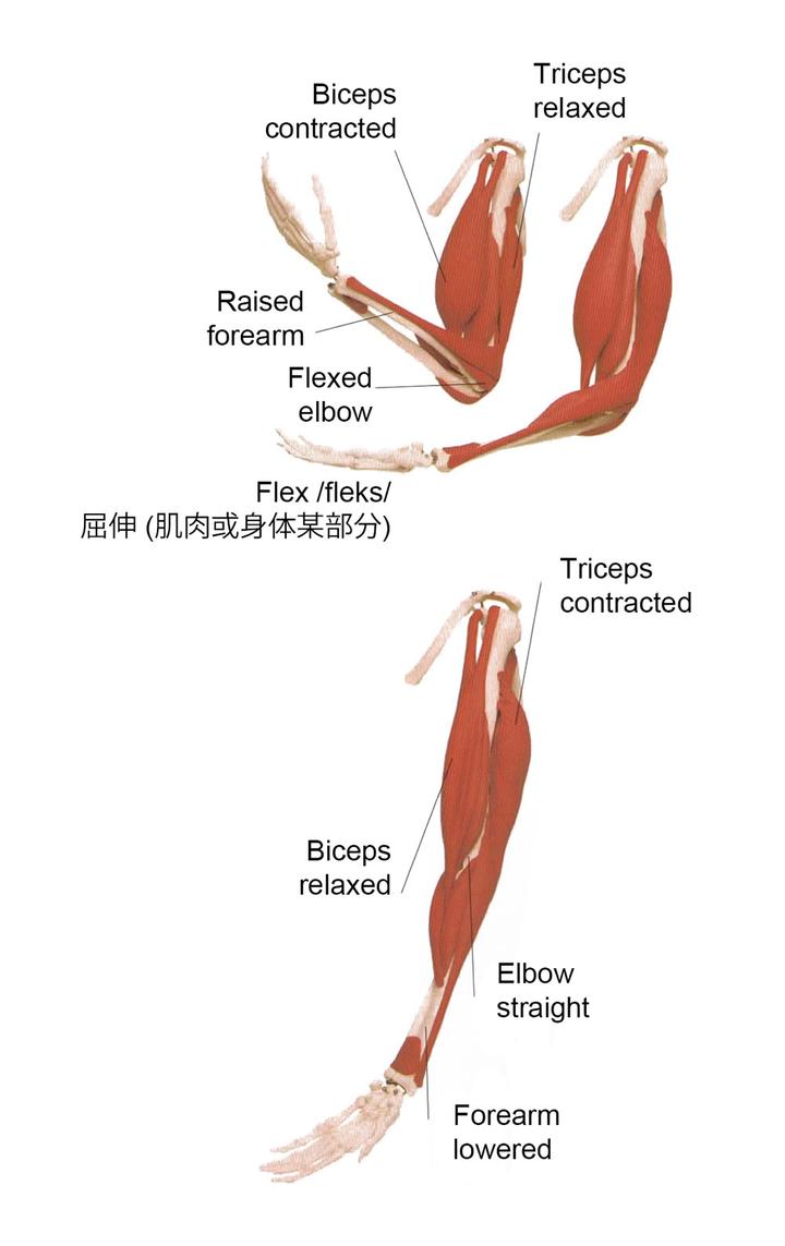 muscle-power-03-muscle-pairs