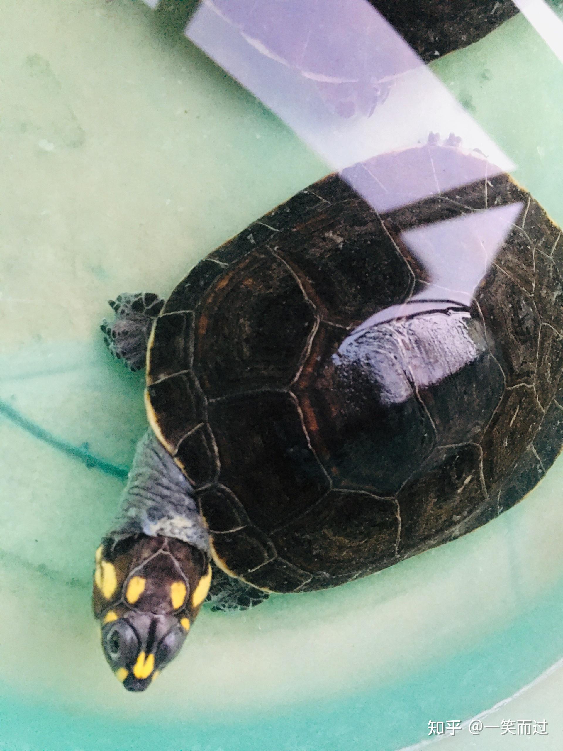 能不能分享一下你的金头闭壳龟的照片