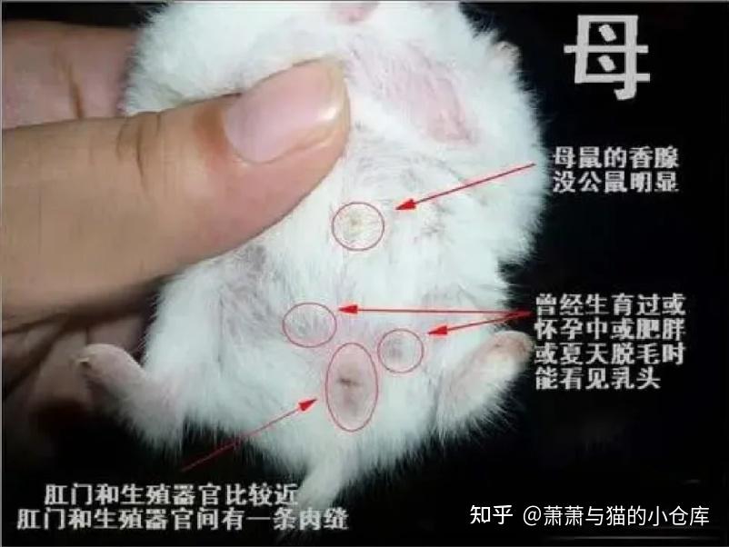 两个月的猫咪怎么看公母?