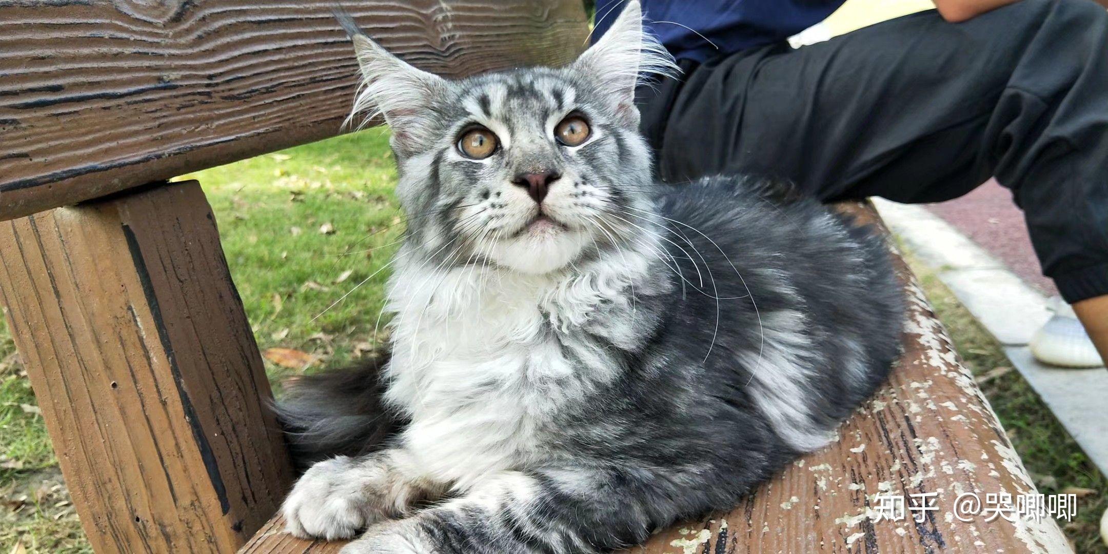 有没有英短,缅因啥的,可以让我吸个猫,只要可爱就行 ?