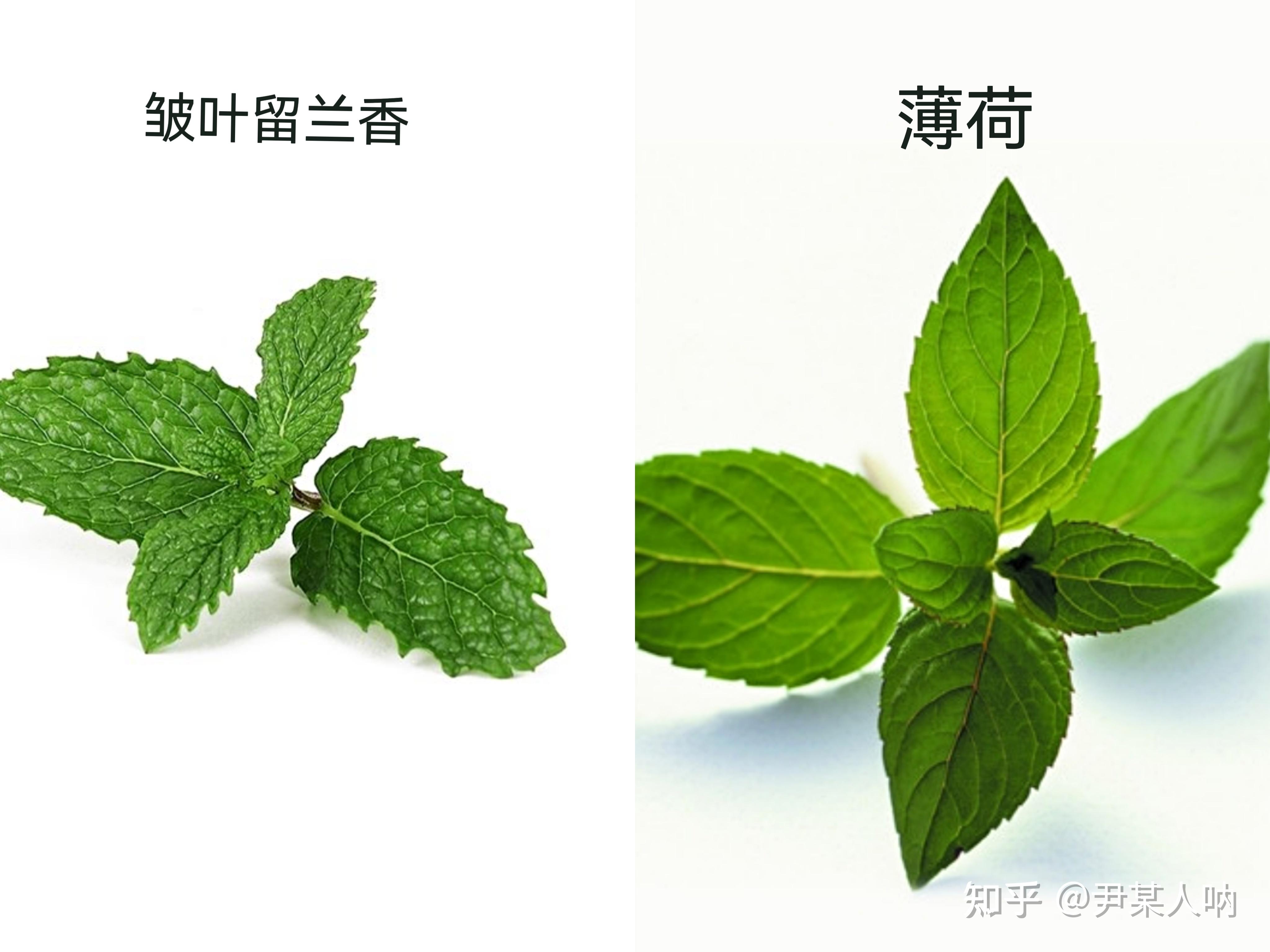 请问食用薄荷,香水薄荷,留兰香薄荷,柠檬薄荷,猫薄荷有什么区别和共同