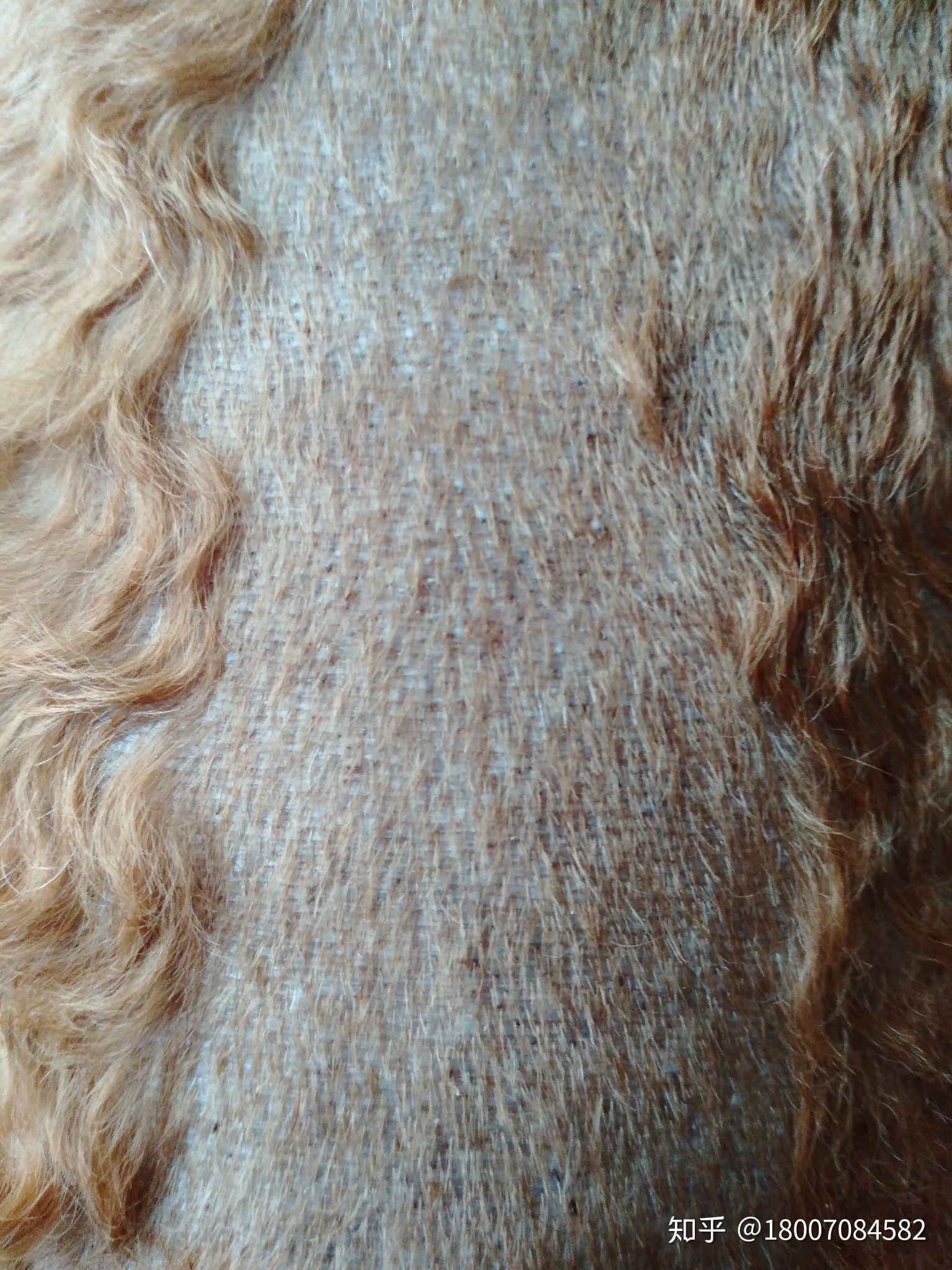 狗狗背上靠近屁股的地方有很多黑点点好像是毛孔里的这个是不是皮肤病