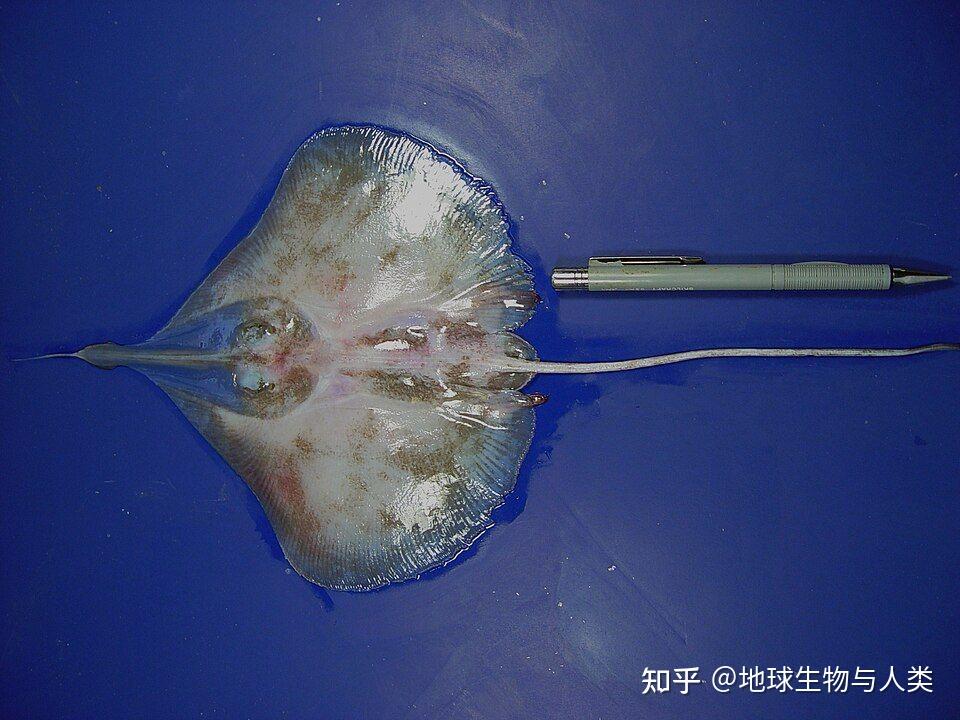 【鱼类全系列】鳐总目—鳐目 - 知乎