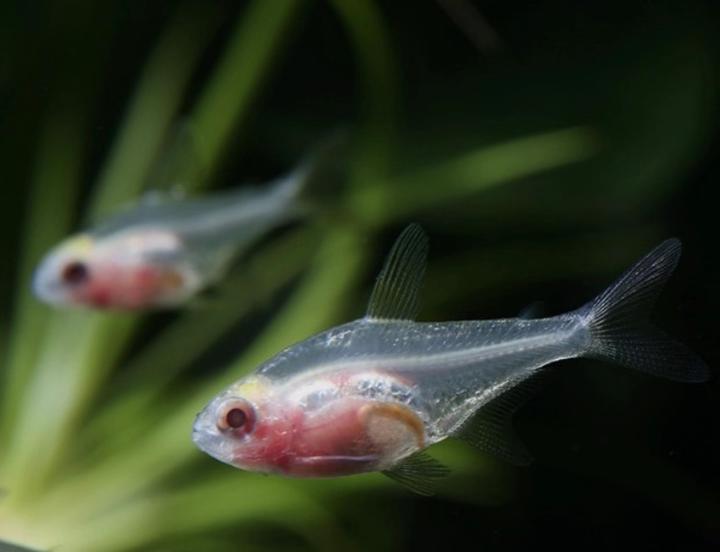 小型观赏鱼红肚玻璃灯鱼