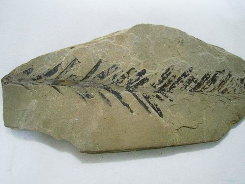 为什么银杏和水杉被称为活化石?