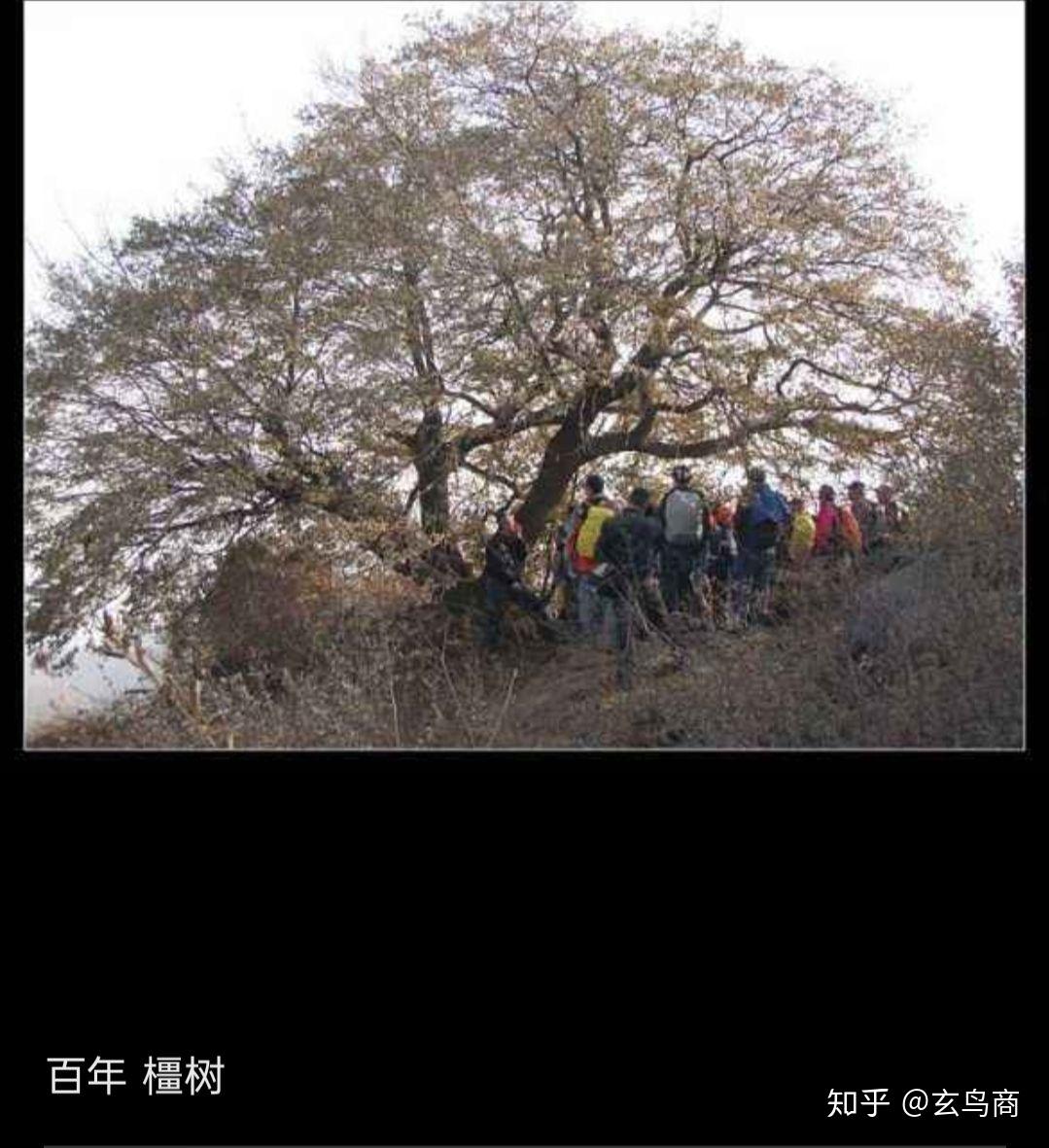 山海经之杻橿 - 知乎