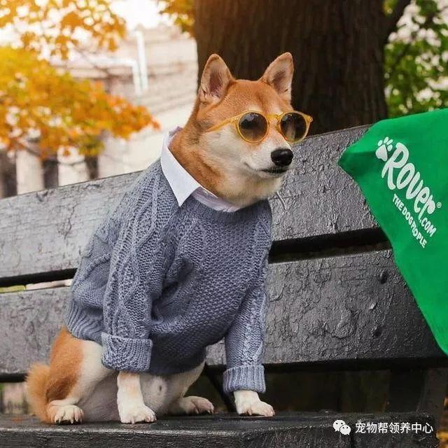 知乎大神有没有跟这个类似的柴犬穿衣服的头像