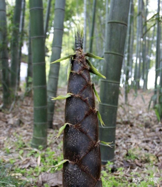 雨後春筍為什麼長的特別快