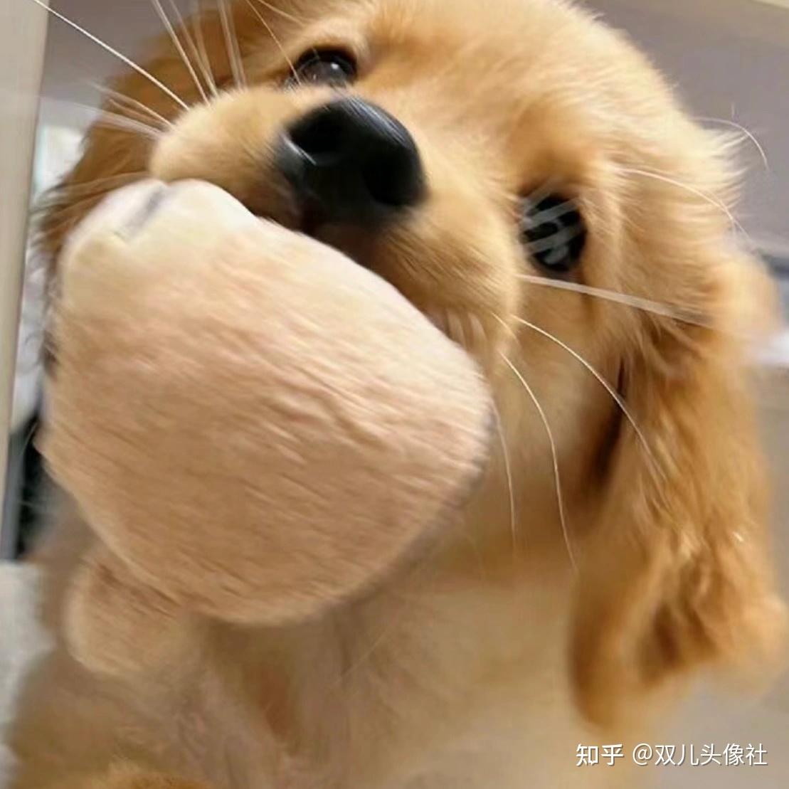 有哪些可爱的萌宠头像?