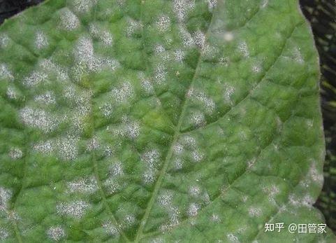 原色花卉病害虫百科 7 （原色野菜病害虫百科 4｜農学）
