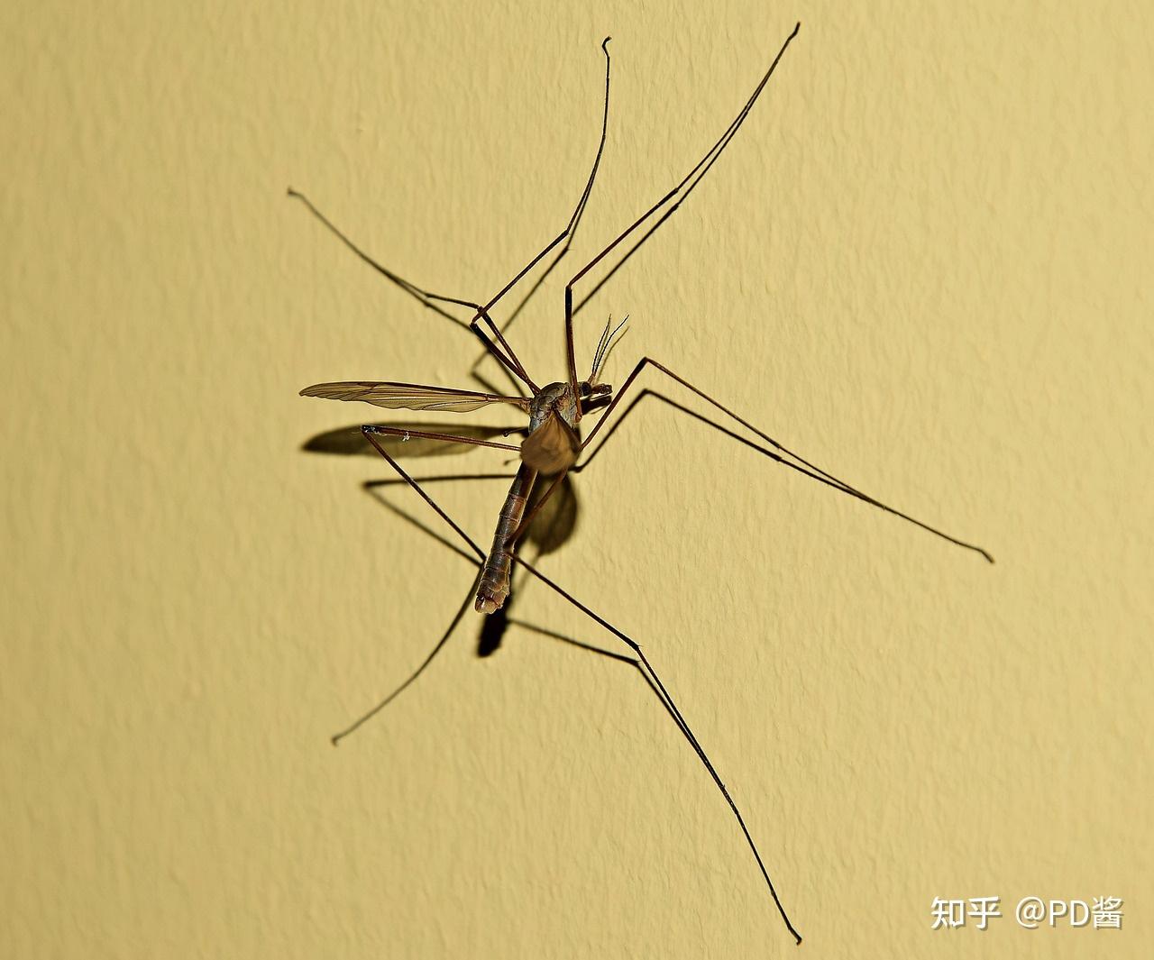 蚊子比较苍蝇,更是有百害而无一利,为什么科学家们无法把蚊子灭绝掉?