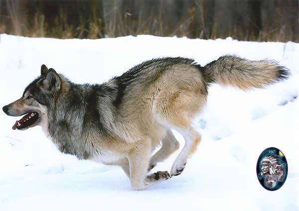 区别狗与狼可通过尾巴是否上翘判断是否完全正确
